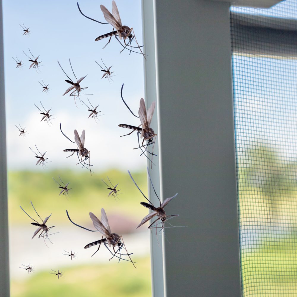 Many mosquitoes flying in to the house while insect net was opened