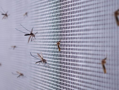 many mosquitoes on insect net wire screen close up on house window