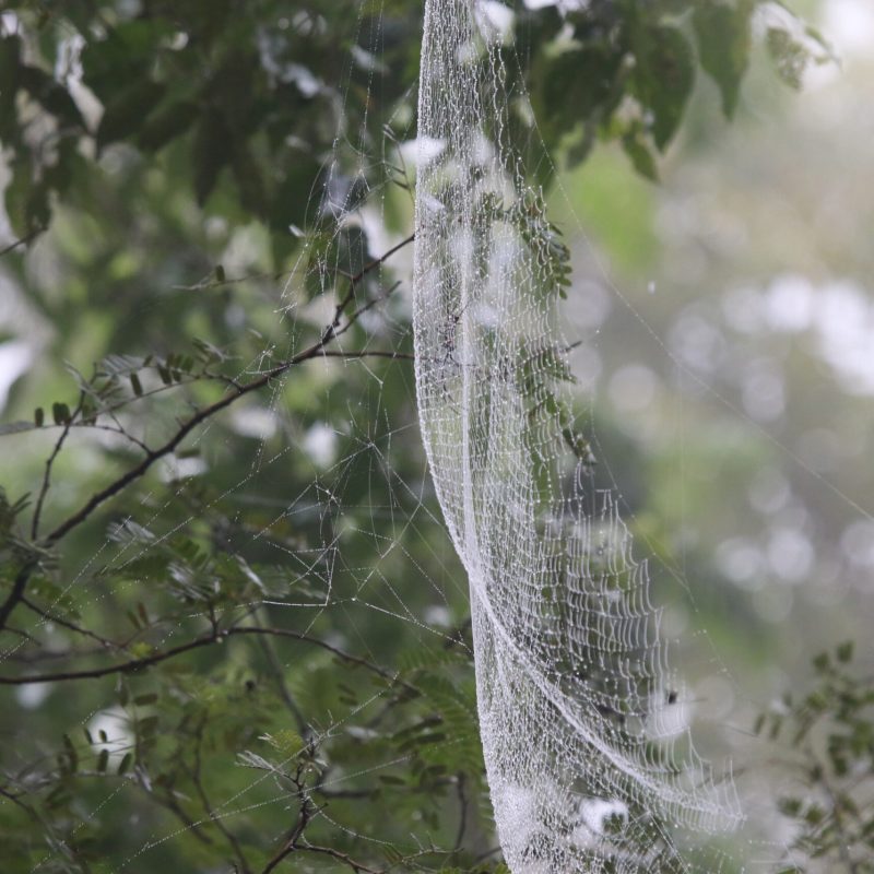 Spiderweb cob with dew drops in the forest morning time nature background
